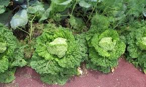 "Community Garden Yields Record Cabbage Harvest"